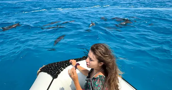 Delfini în jurul bărcii